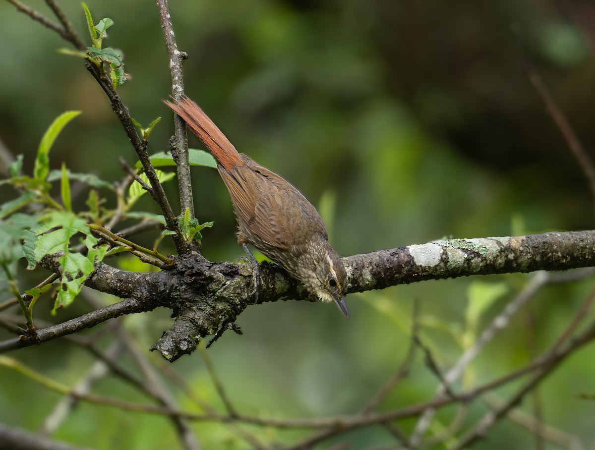 Buff-browed Foliage-gleaner - ML615401090