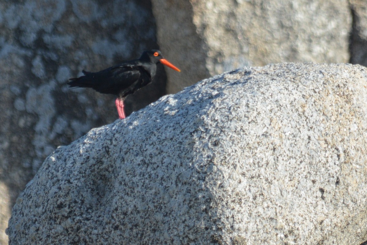 African Oystercatcher - ML615401097