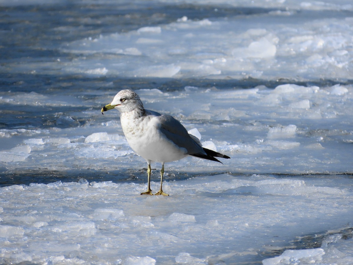 Ring-billed Gull - ML615401105