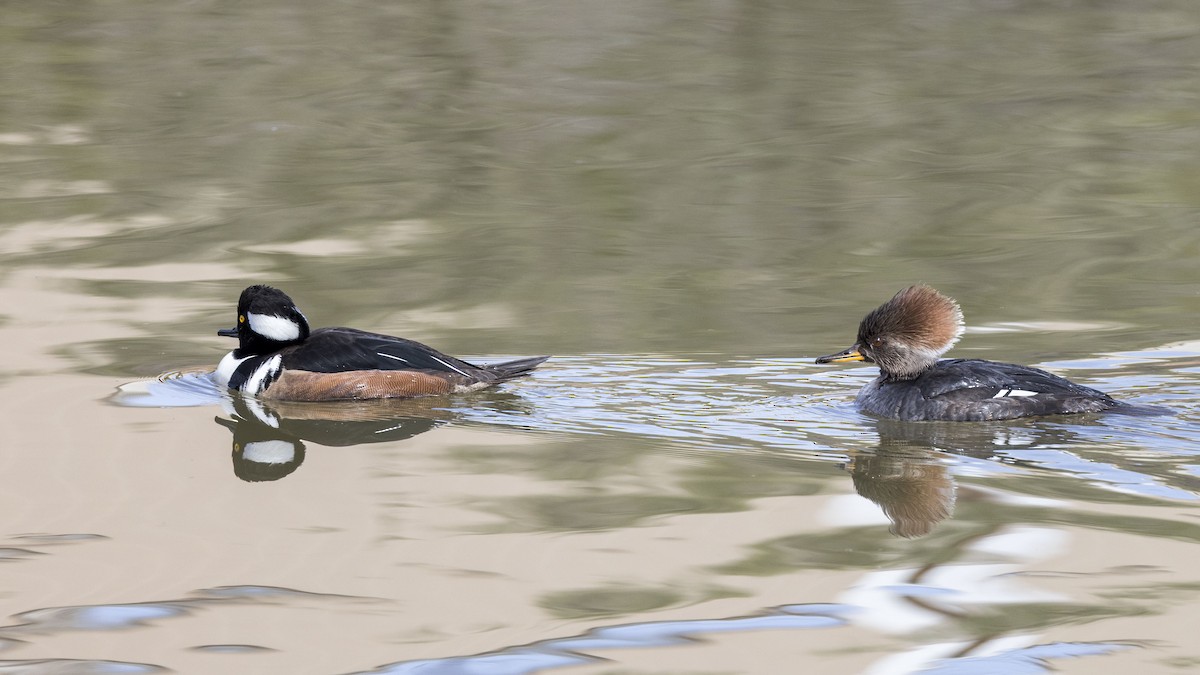 Hooded Merganser - ML615401187