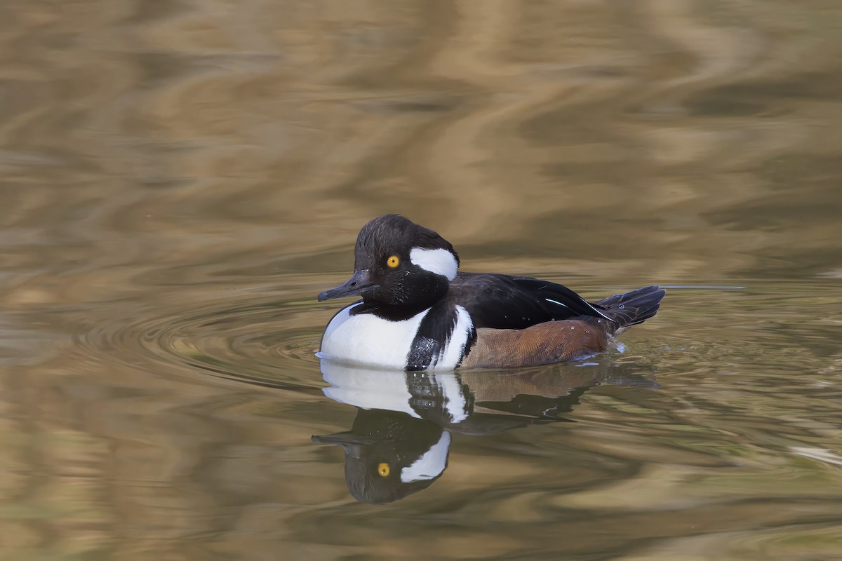 Hooded Merganser - ML615401188