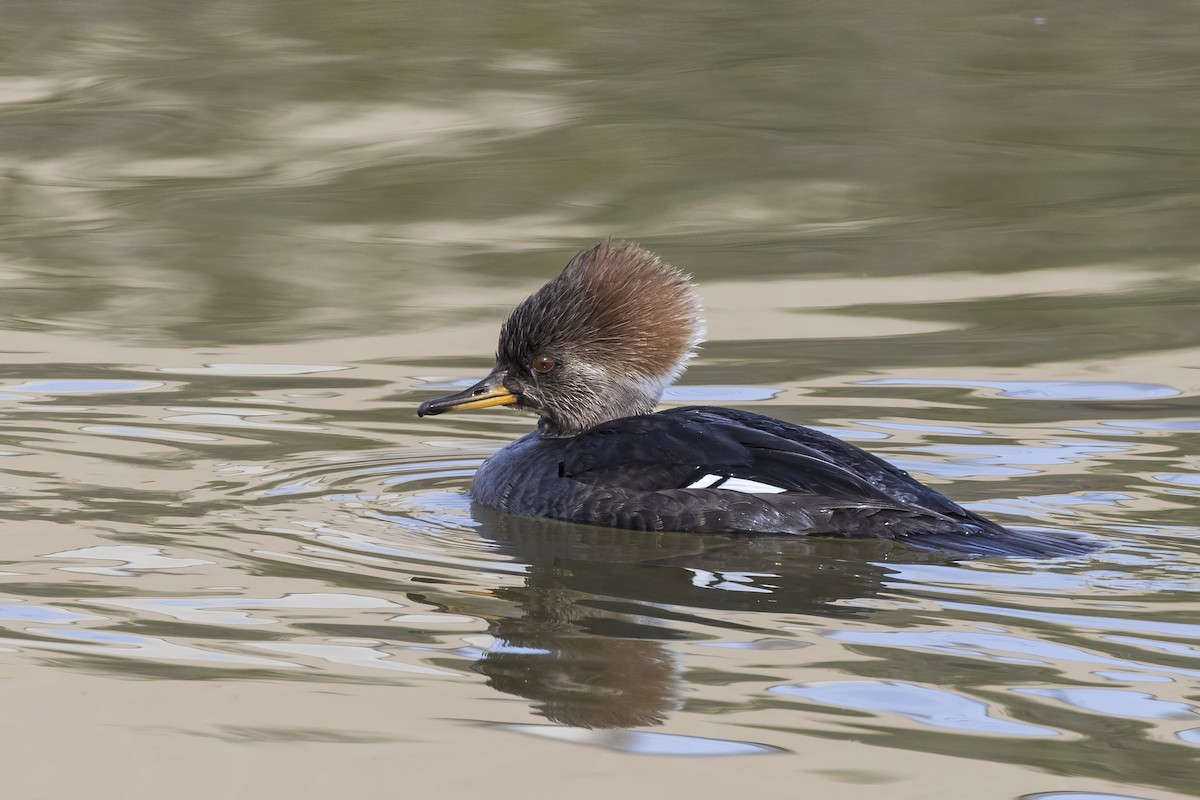 Hooded Merganser - ML615401189