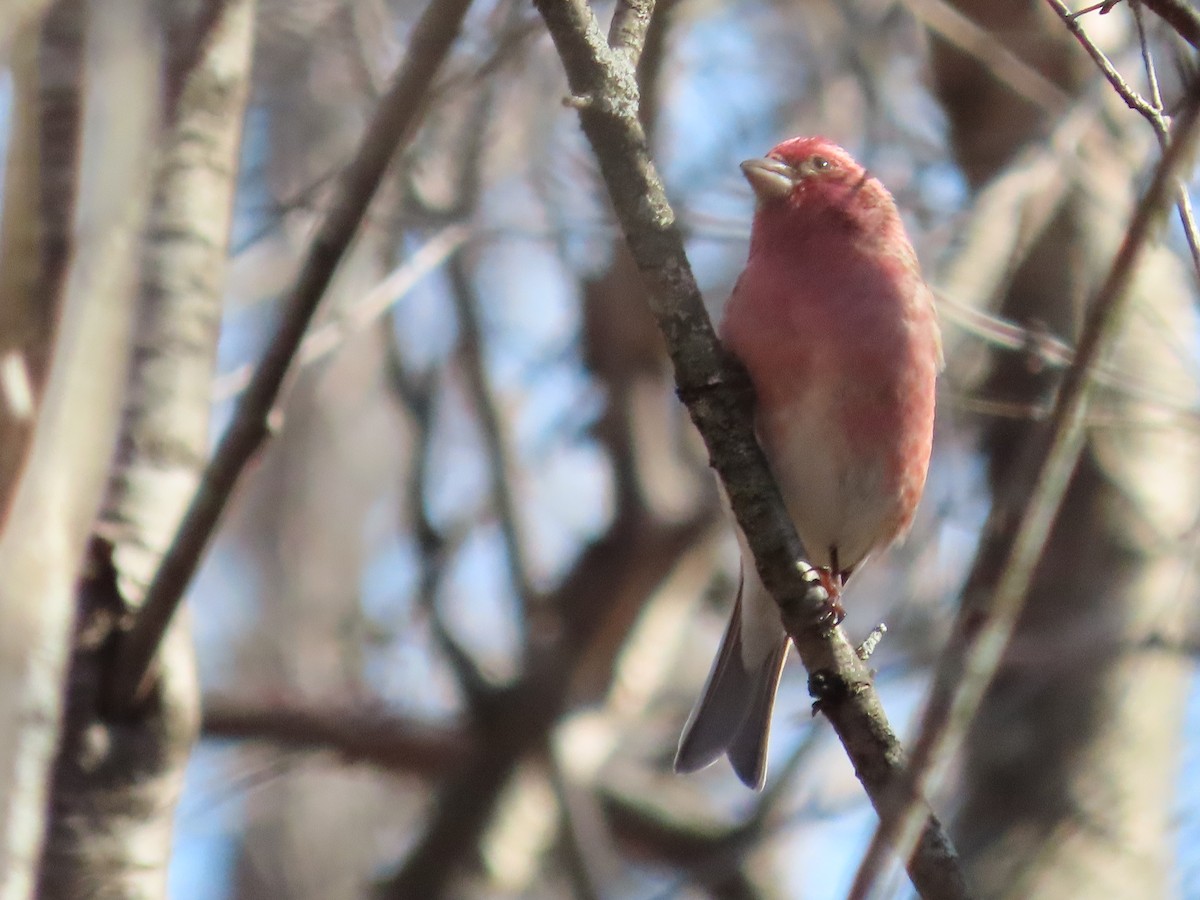 Purple Finch - Debra Ferguson