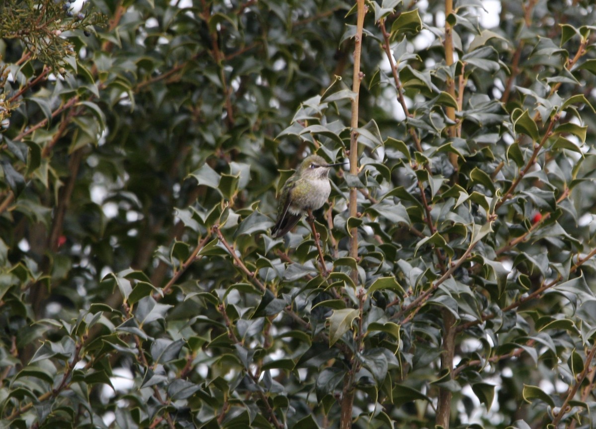 Anna's Hummingbird - ML615401219