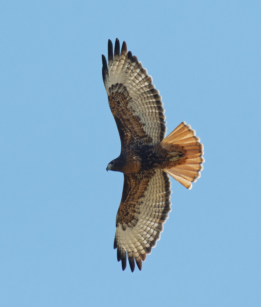 Red-tailed Hawk - ML615401403