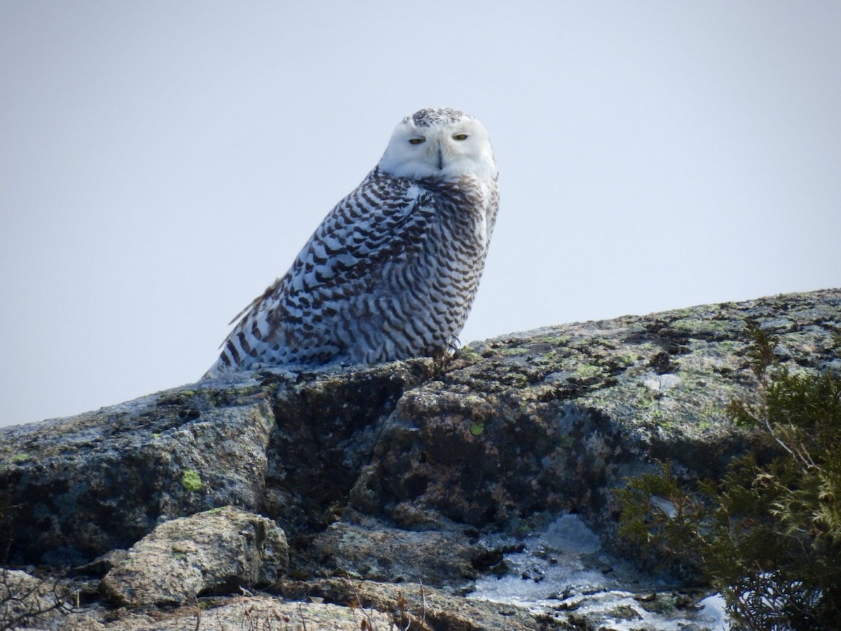 Snowy Owl - ML615401461