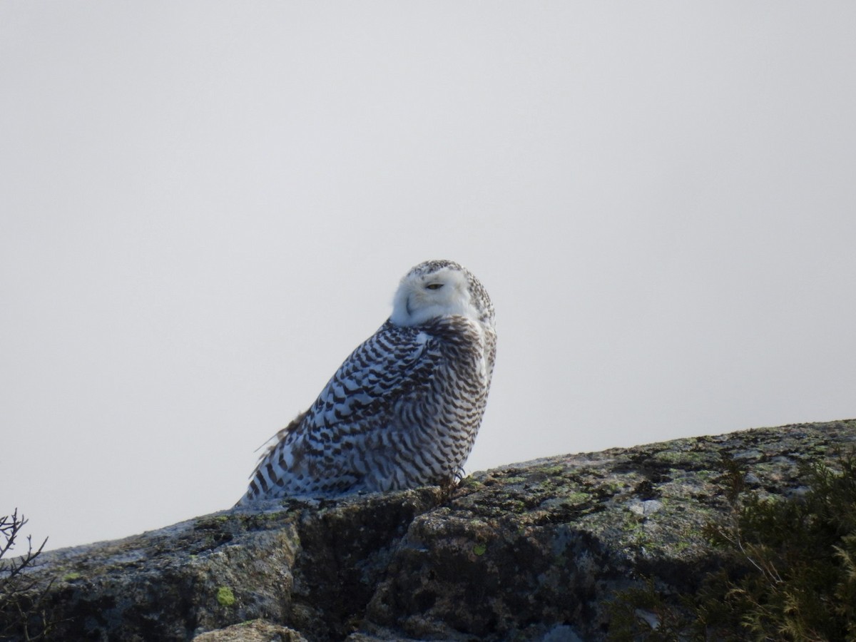 Snowy Owl - ML615401464