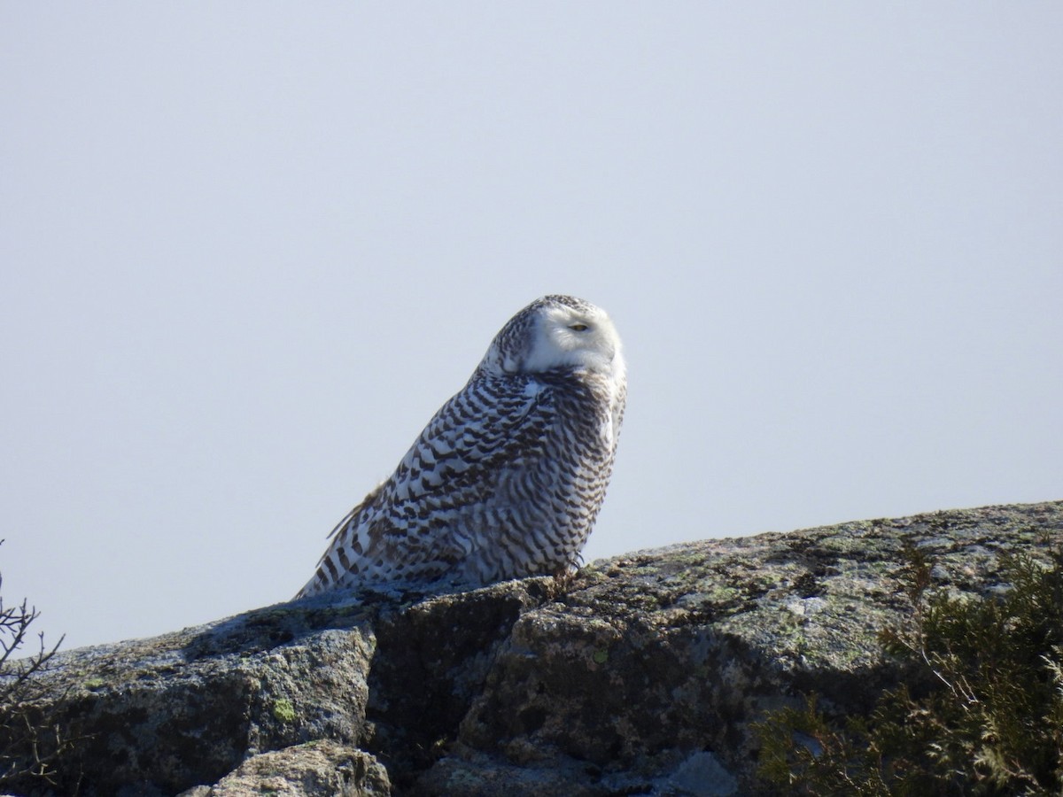 Snowy Owl - ML615401465
