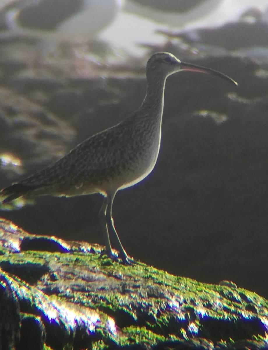 Whimbrel - ML615401483