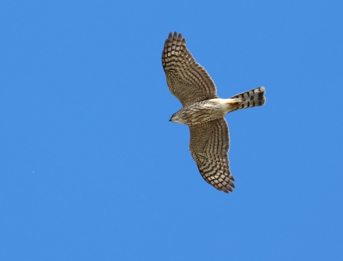 Sharp-shinned Hawk - Tim Ward