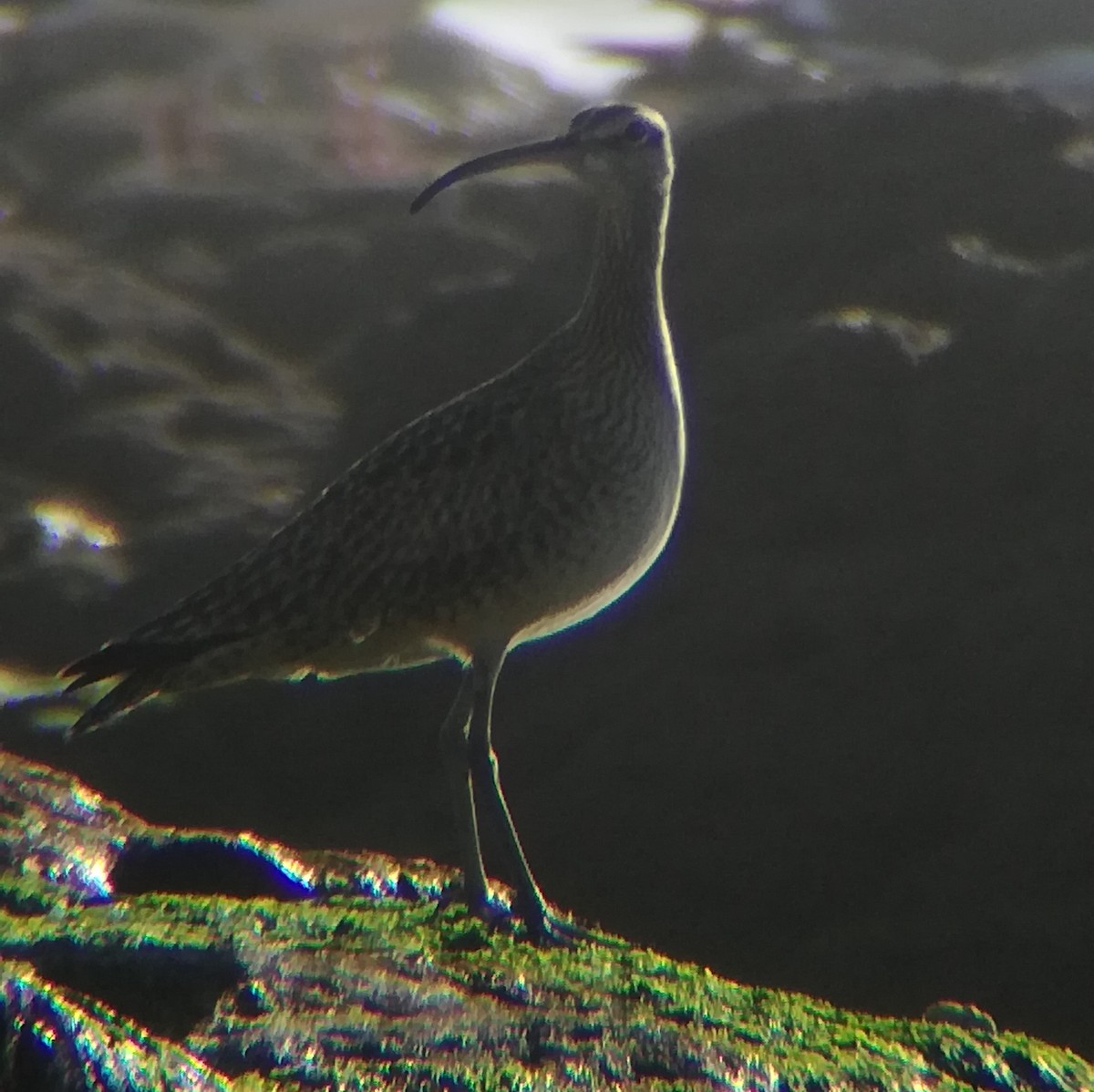 Whimbrel - ML615401494