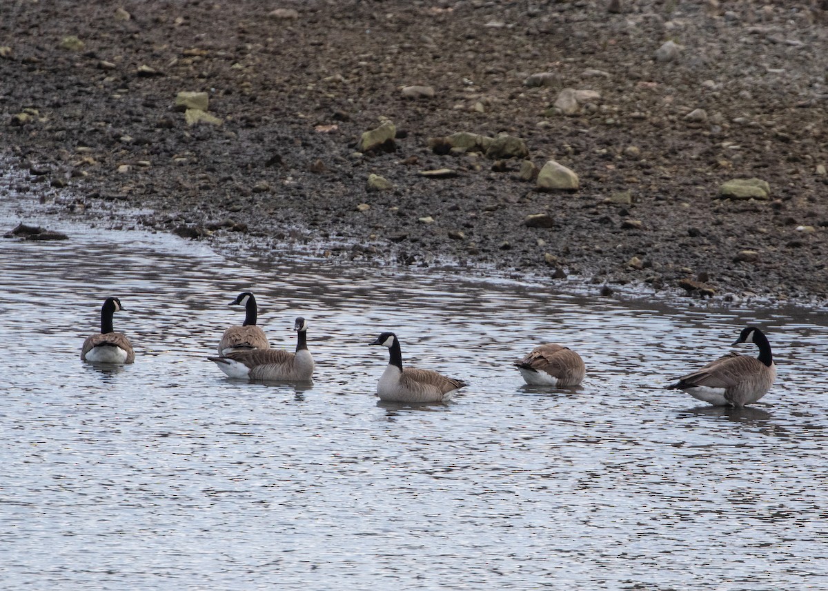 Canada Goose - ML615401527