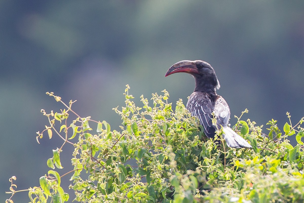 Hemprich's Hornbill - ML615401532