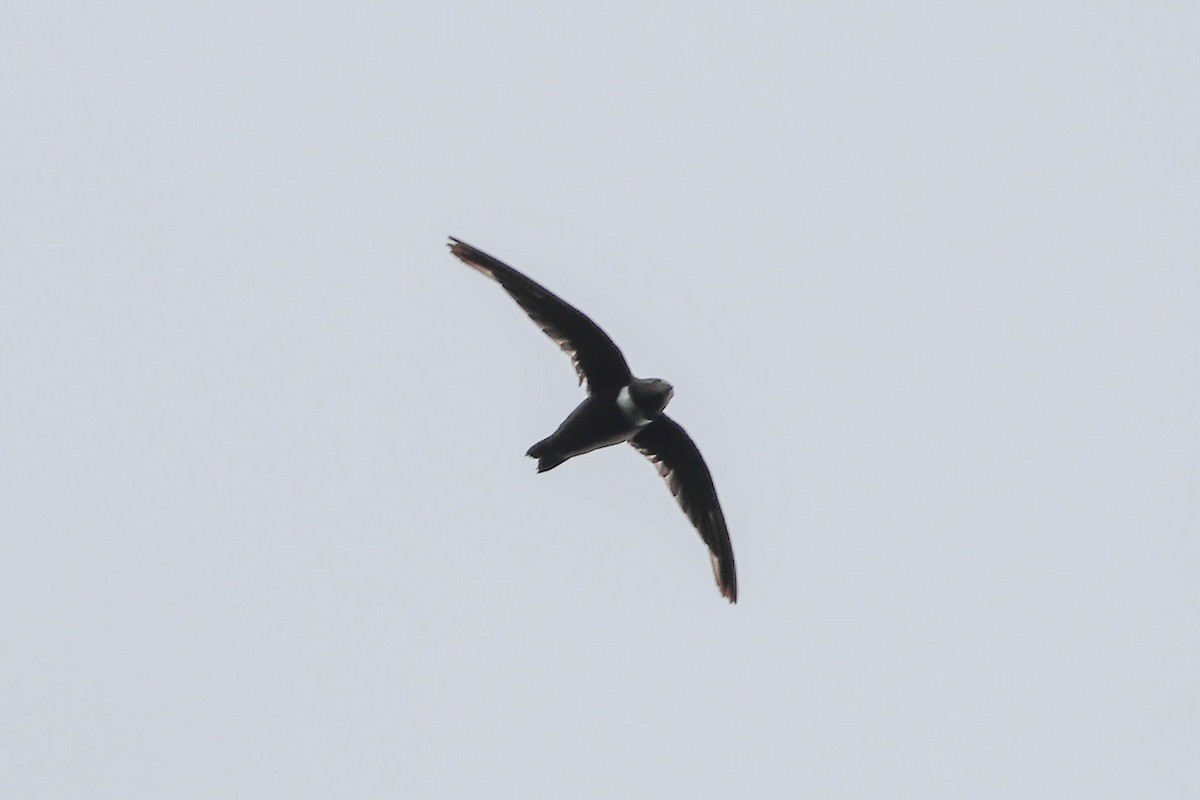 White-collared Swift - Skip Russell