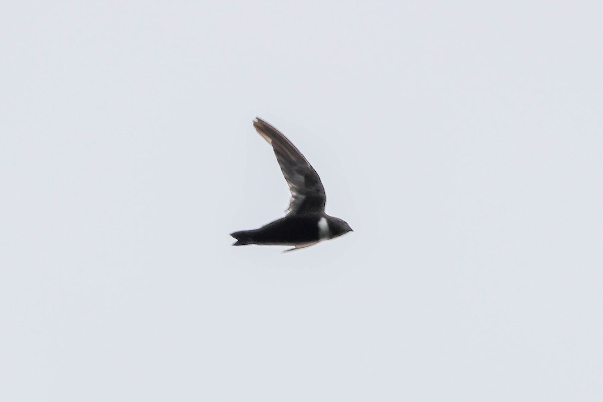 White-collared Swift - ML615401545