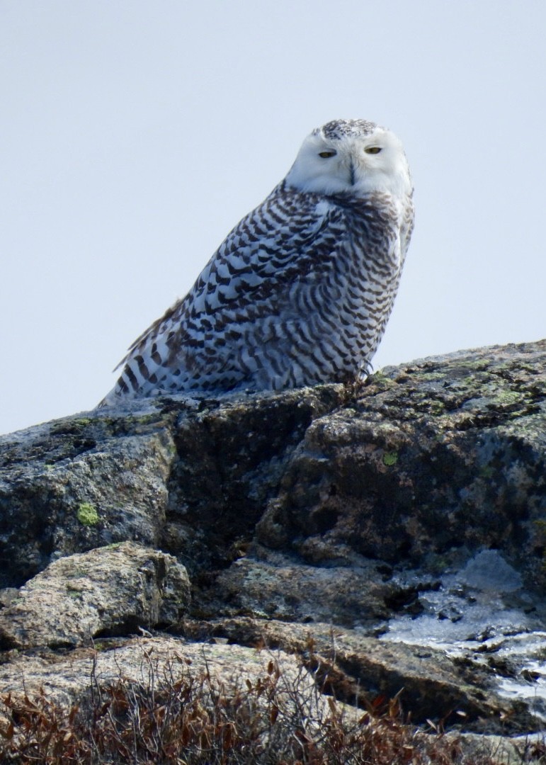 Snowy Owl - ML615401550