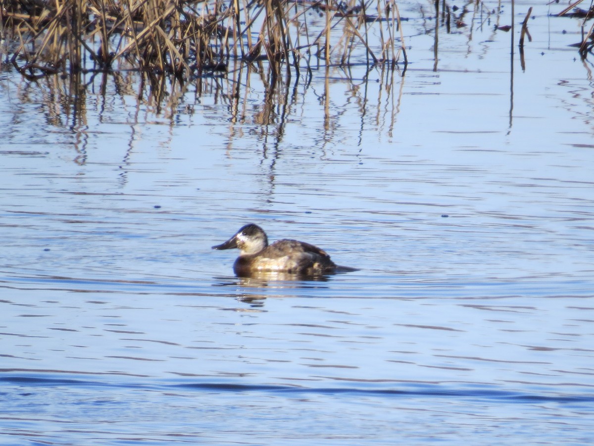 Ruddy Duck - Ted Drozdowski