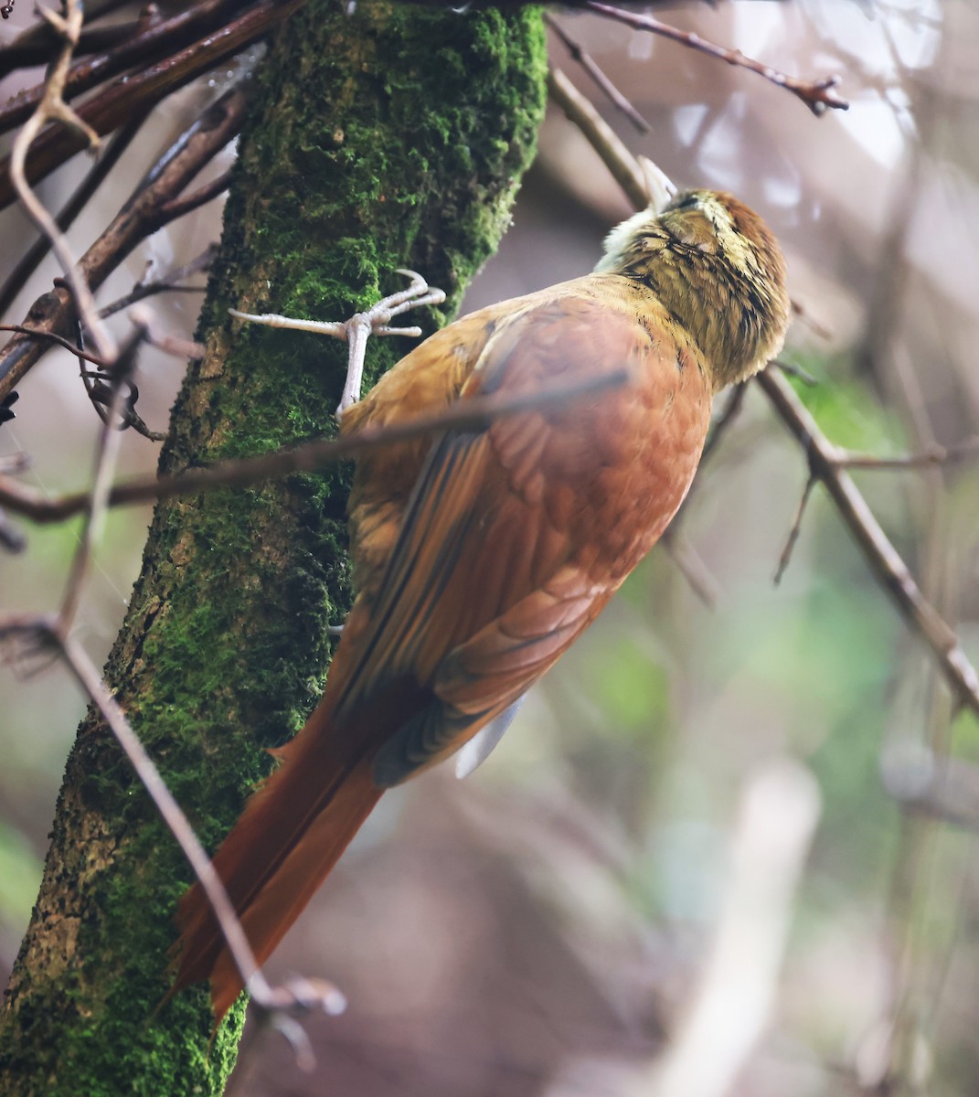 Ruddy Treerunner - ML615401655
