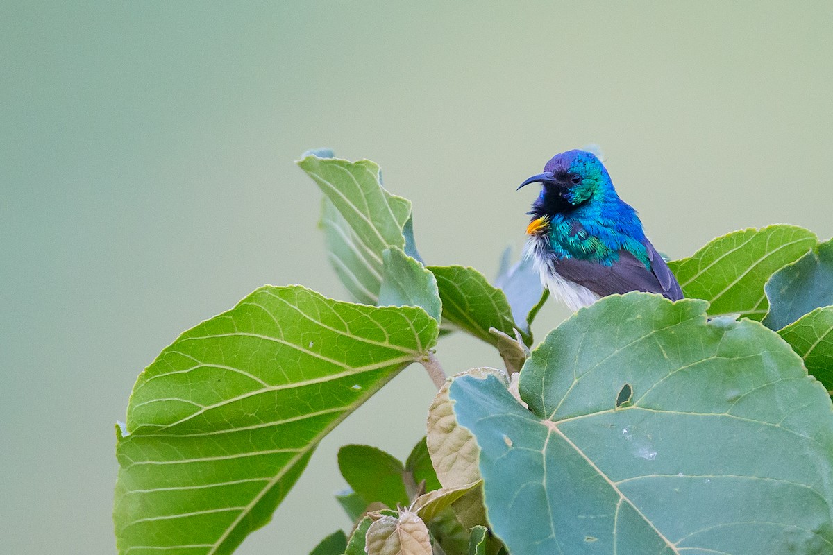 Variable Sunbird (White-bellied) - ML615401715