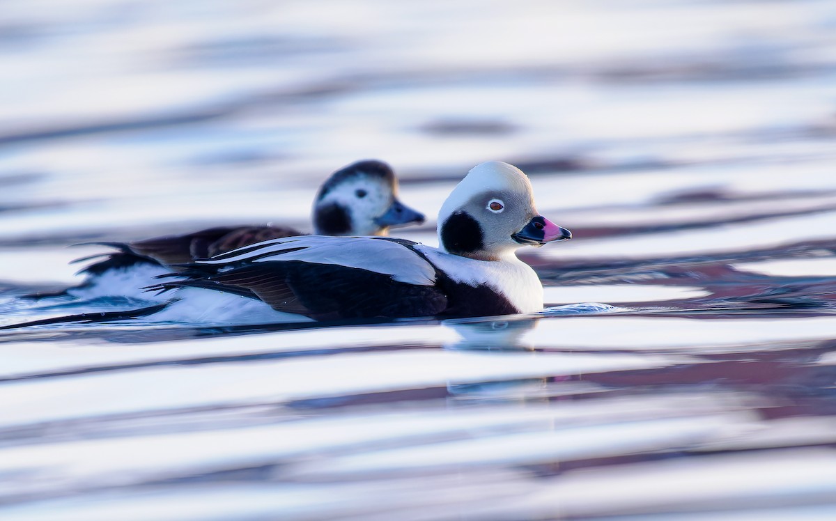 Long-tailed Duck - ML615401786
