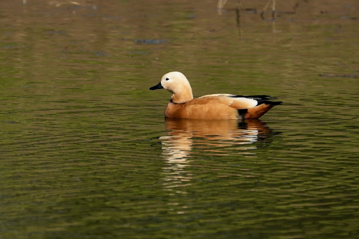 Ruddy Shelduck - ML615401806