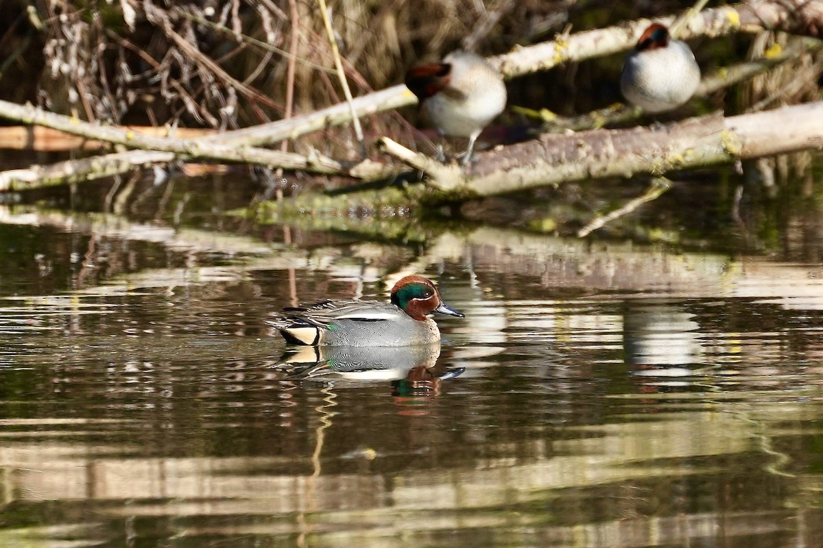 Green-winged Teal - ML615401820