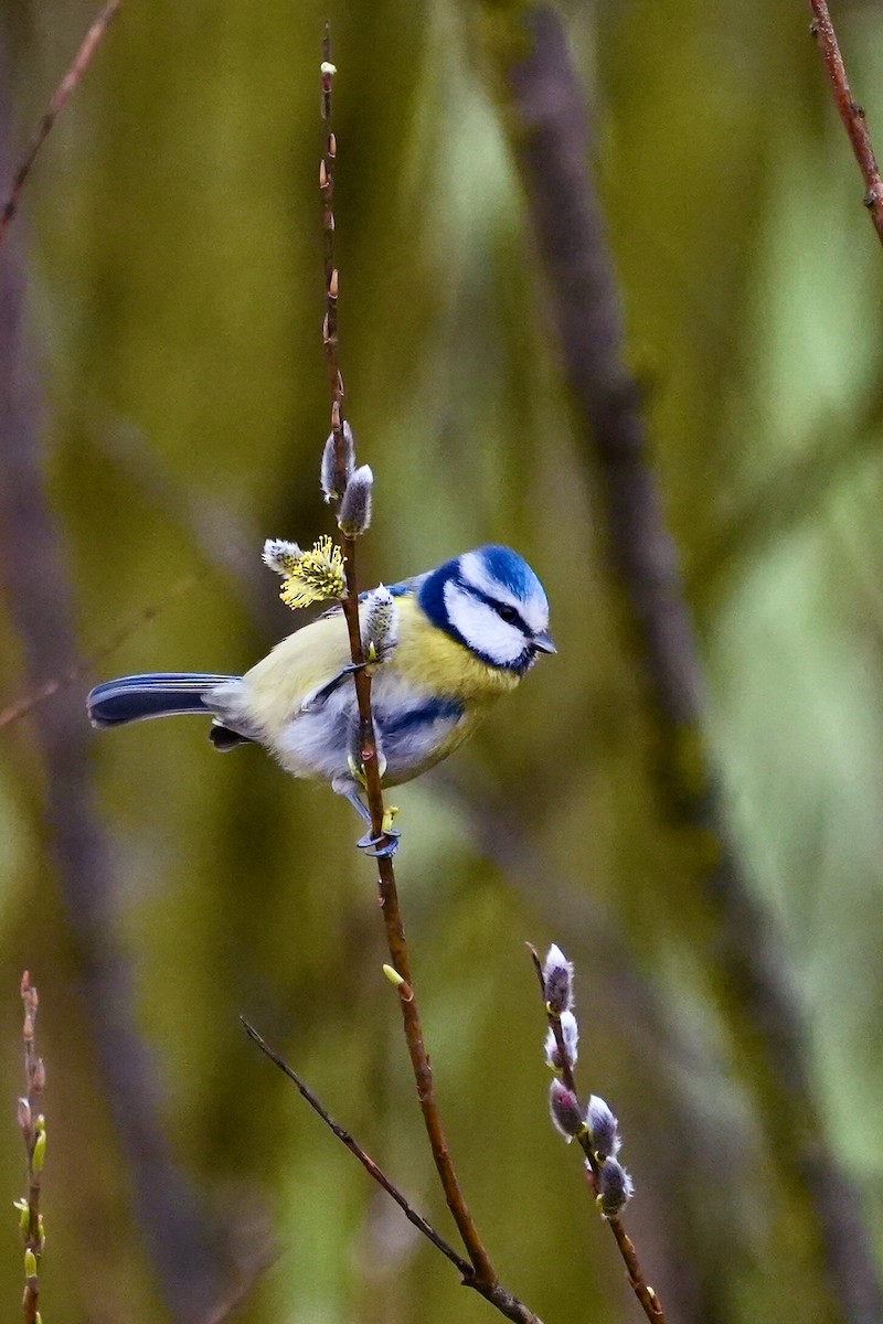 Eurasian Blue Tit - ML615401852