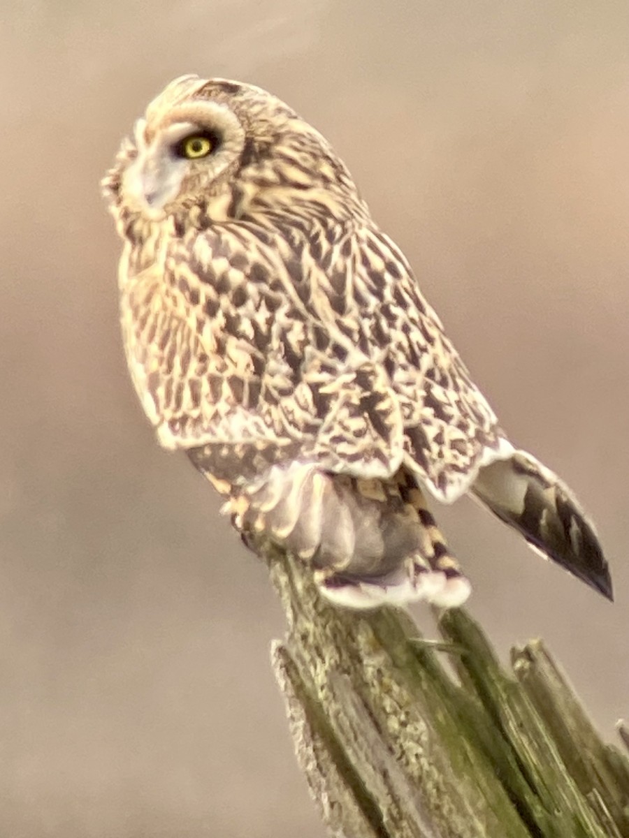 Short-eared Owl - ML615401855