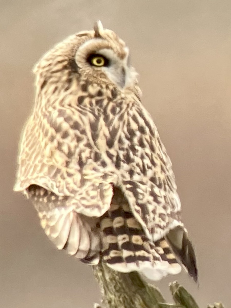 Short-eared Owl - ML615401856