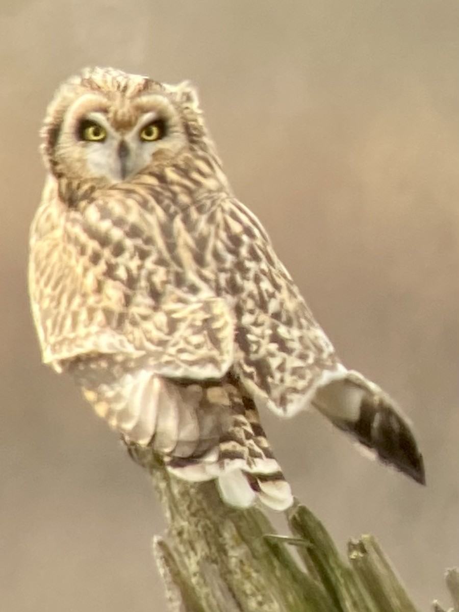Short-eared Owl - ML615401857