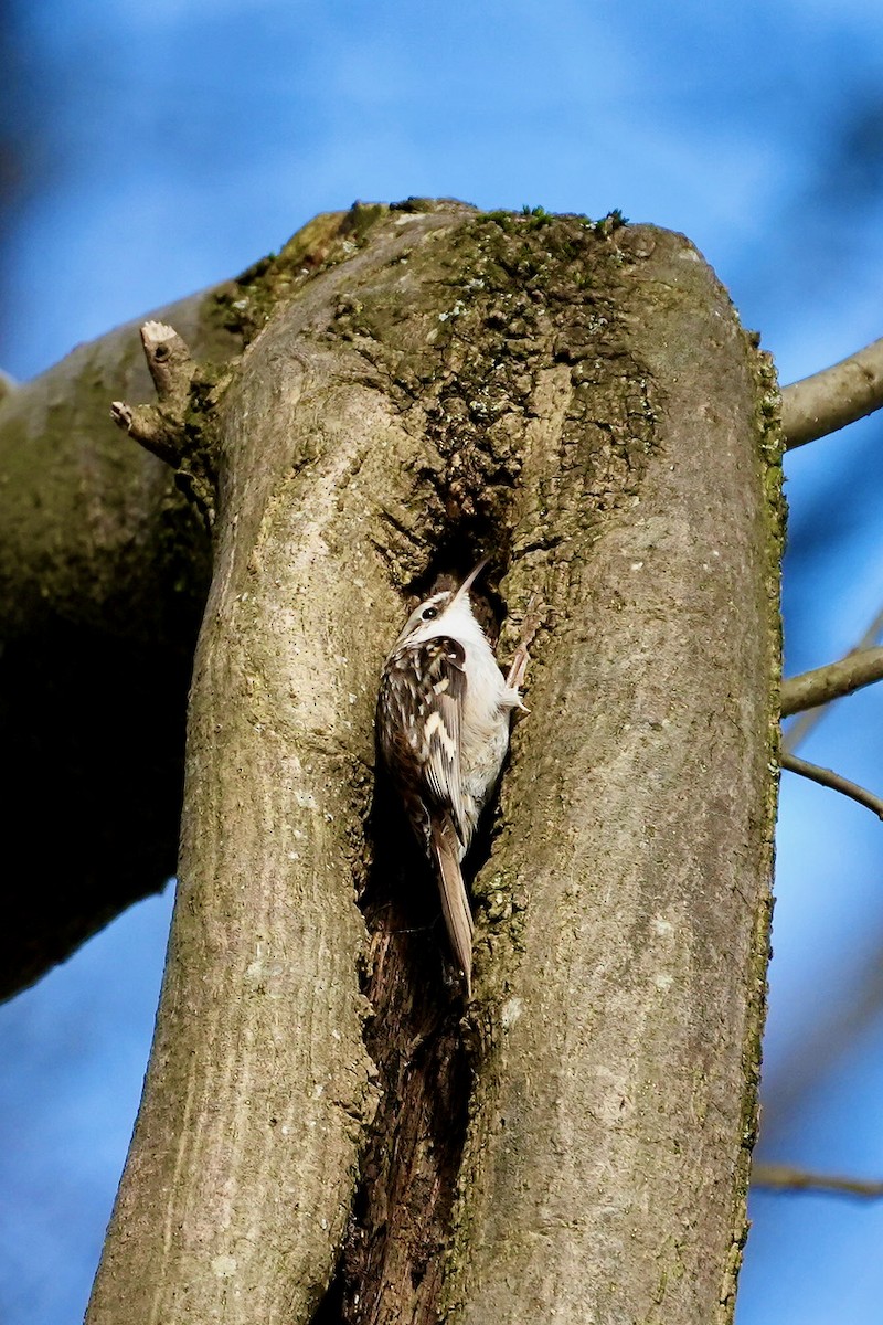 Eurasian Treecreeper - ML615401871