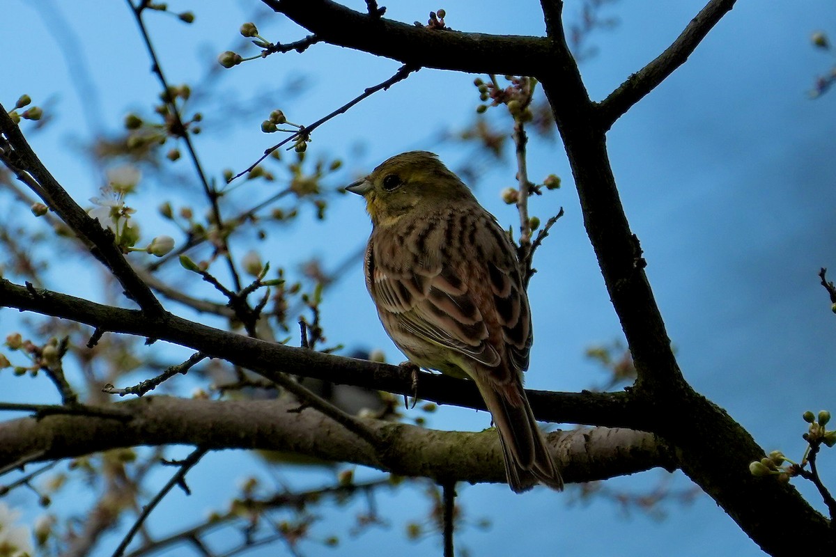 Yellowhammer - ML615401885