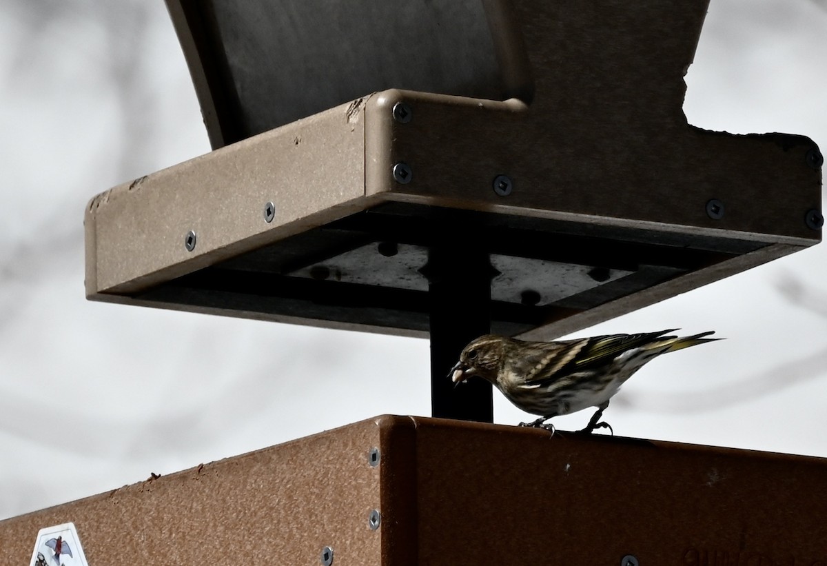 Pine Siskin - Edward Patten