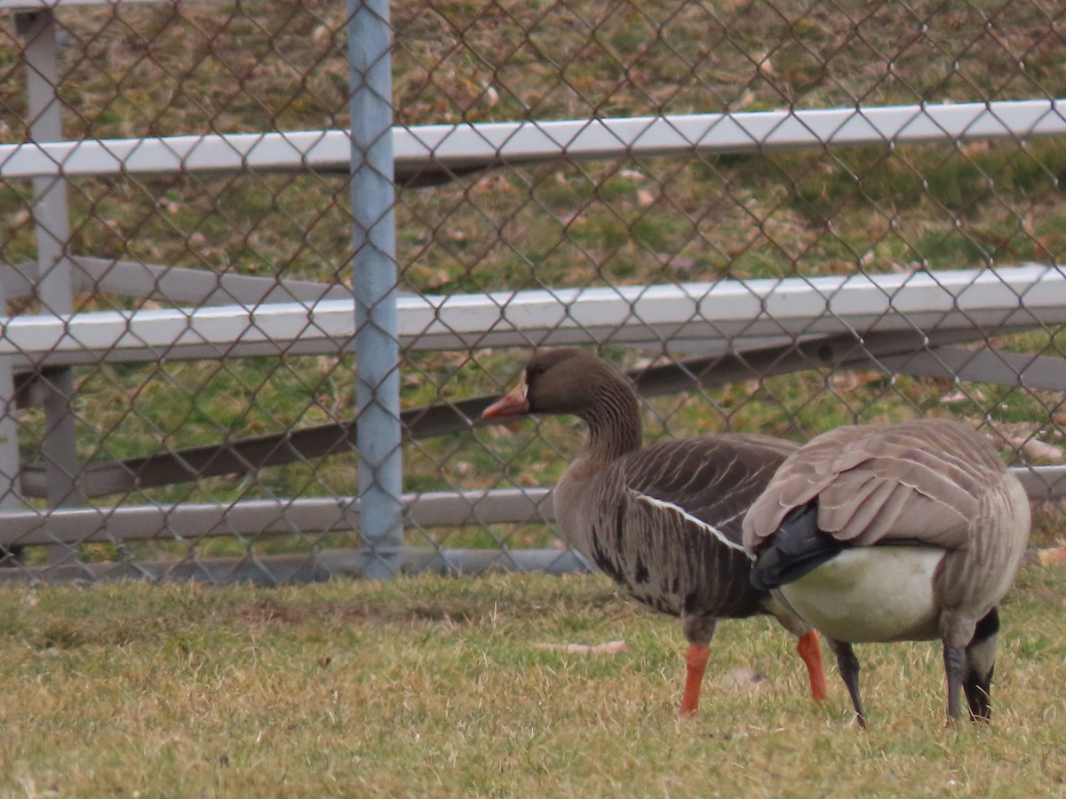 Greater White-fronted Goose - ML615401912