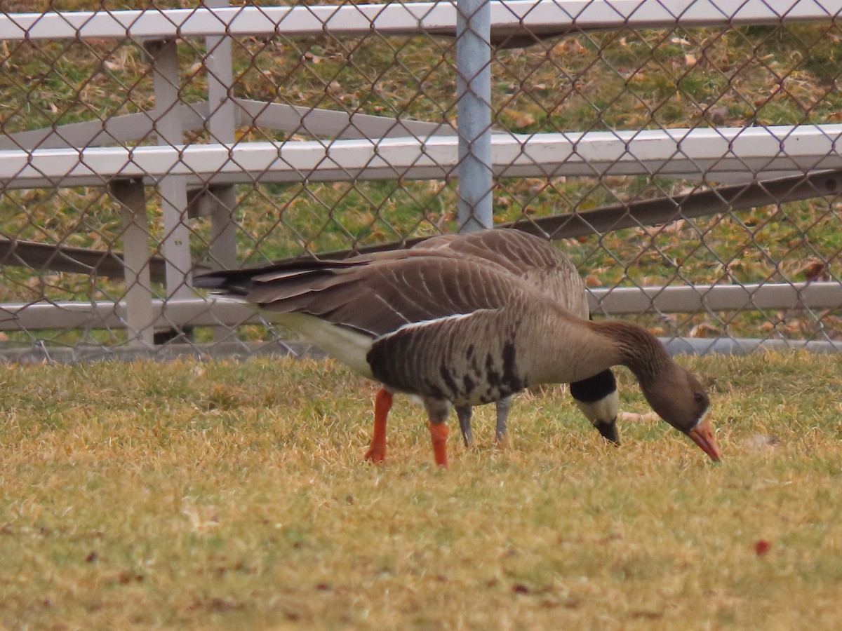 Greater White-fronted Goose - ML615401913