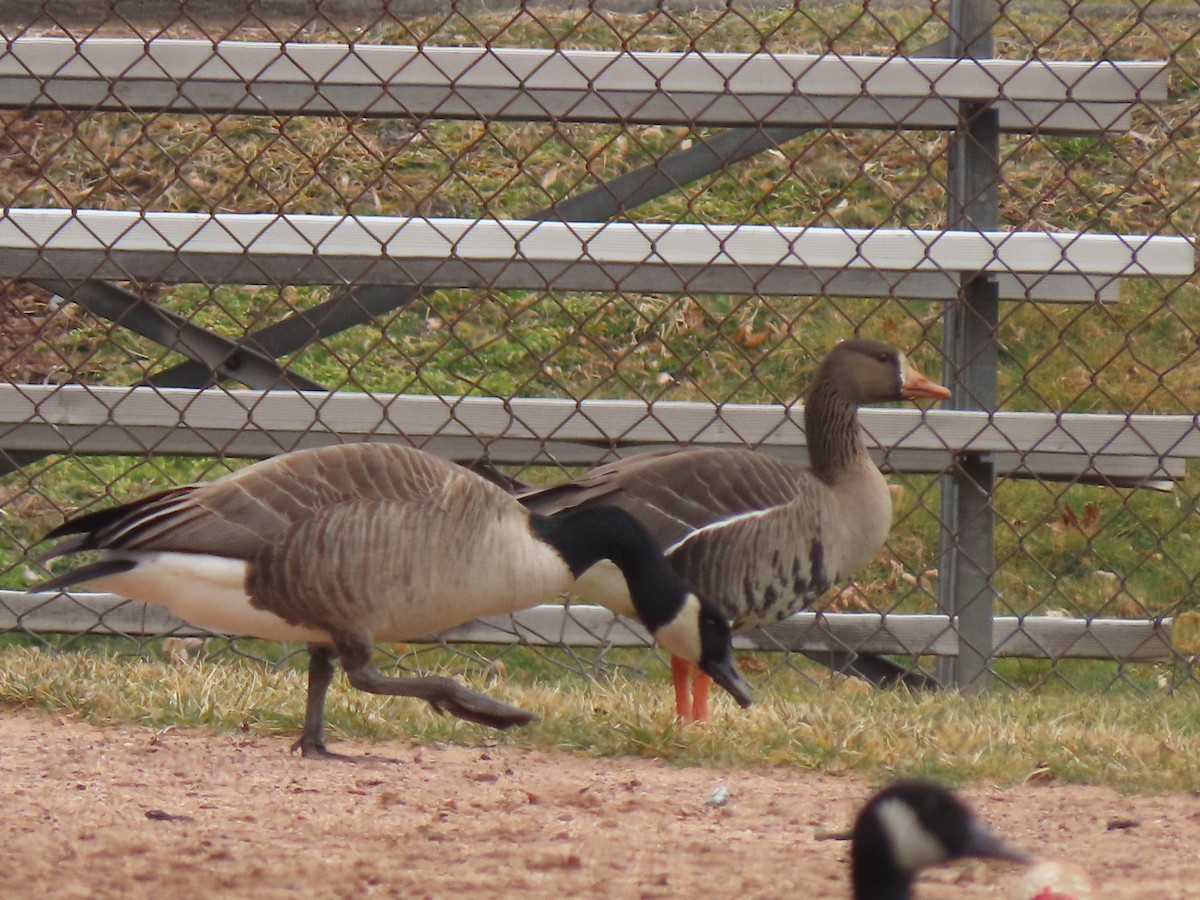 Greater White-fronted Goose - ML615401914