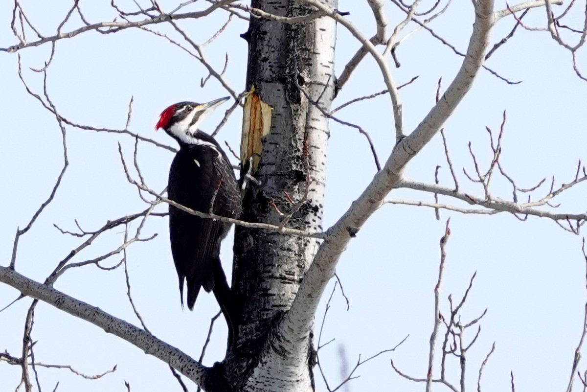 Pileated Woodpecker - ML615401929