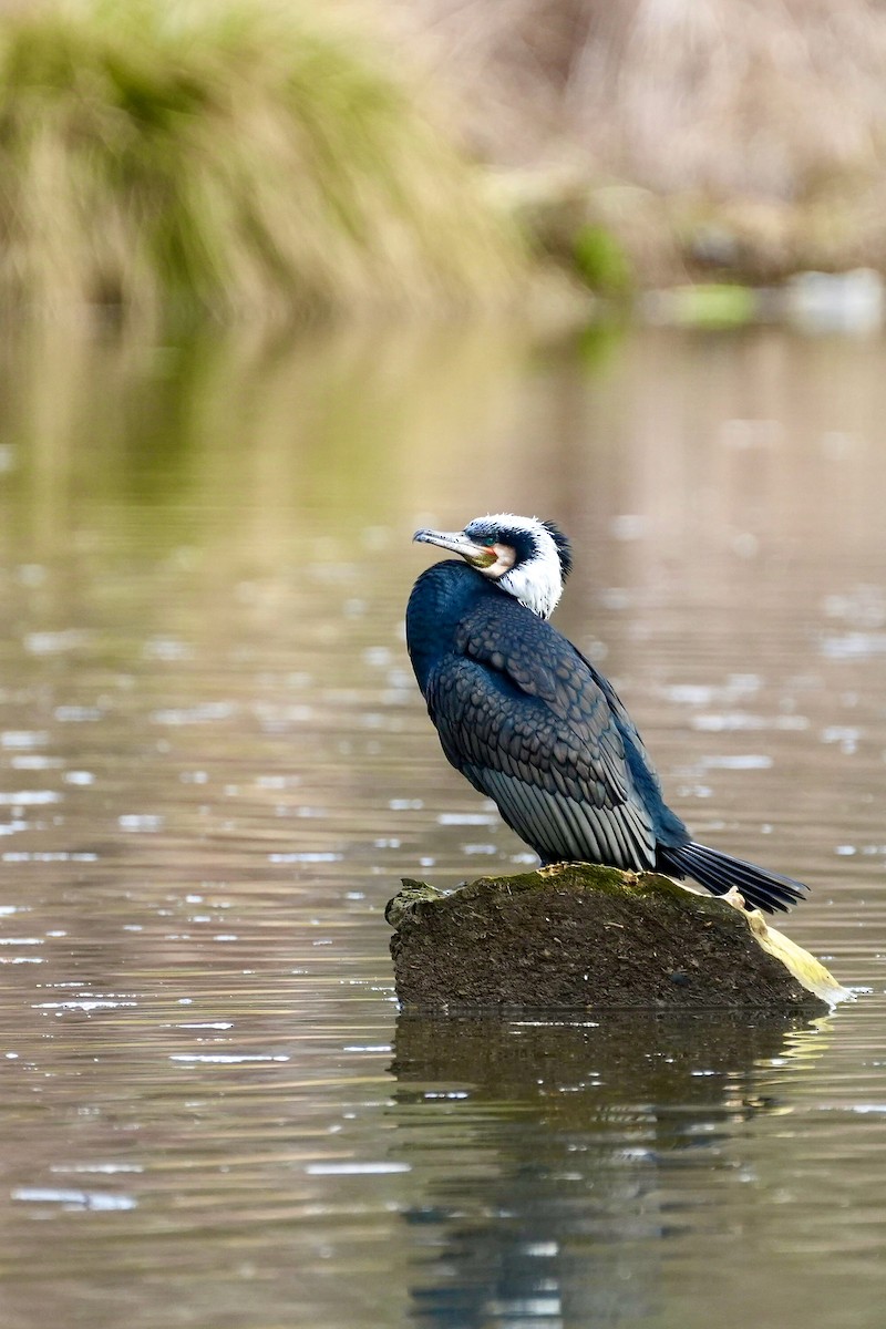 Great Cormorant - ML615401948