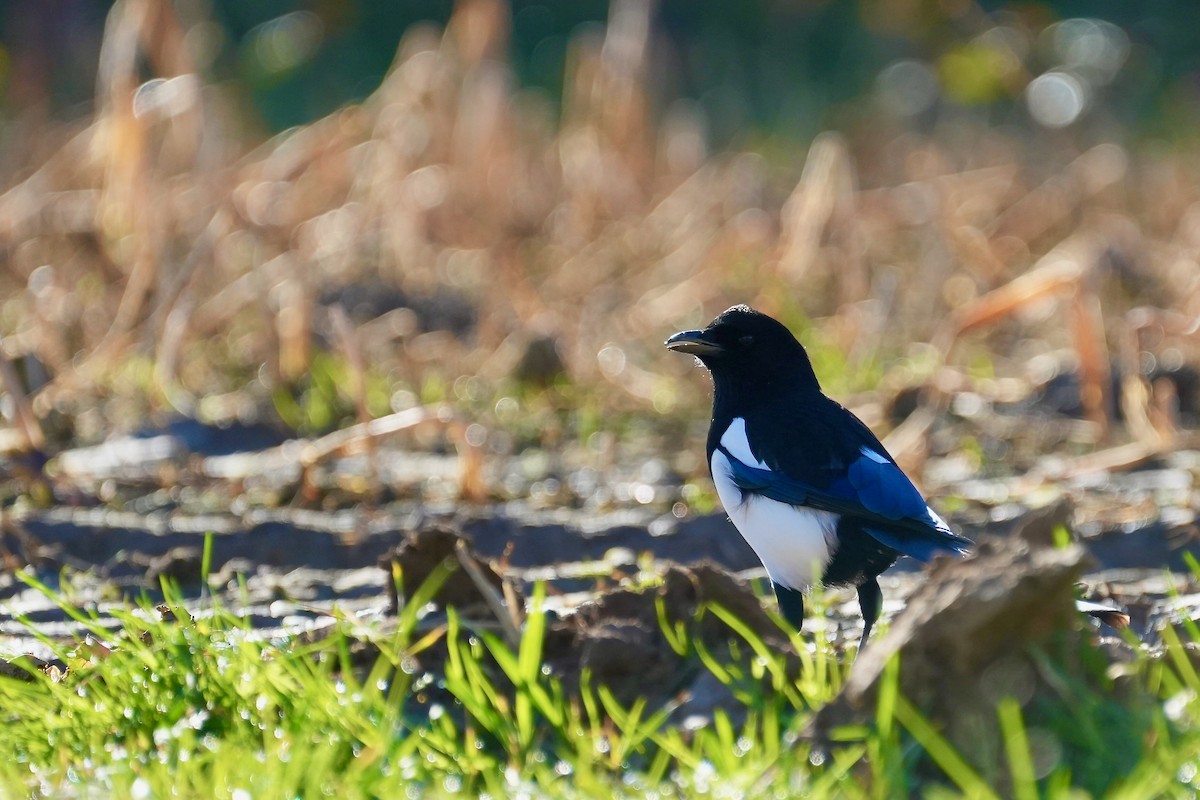 Eurasian Magpie - ML615401956