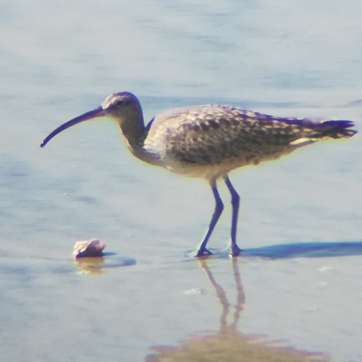 Whimbrel (Hudsonian) - Anonymous