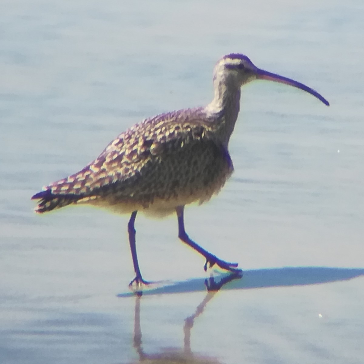 Whimbrel (Hudsonian) - ML615402028