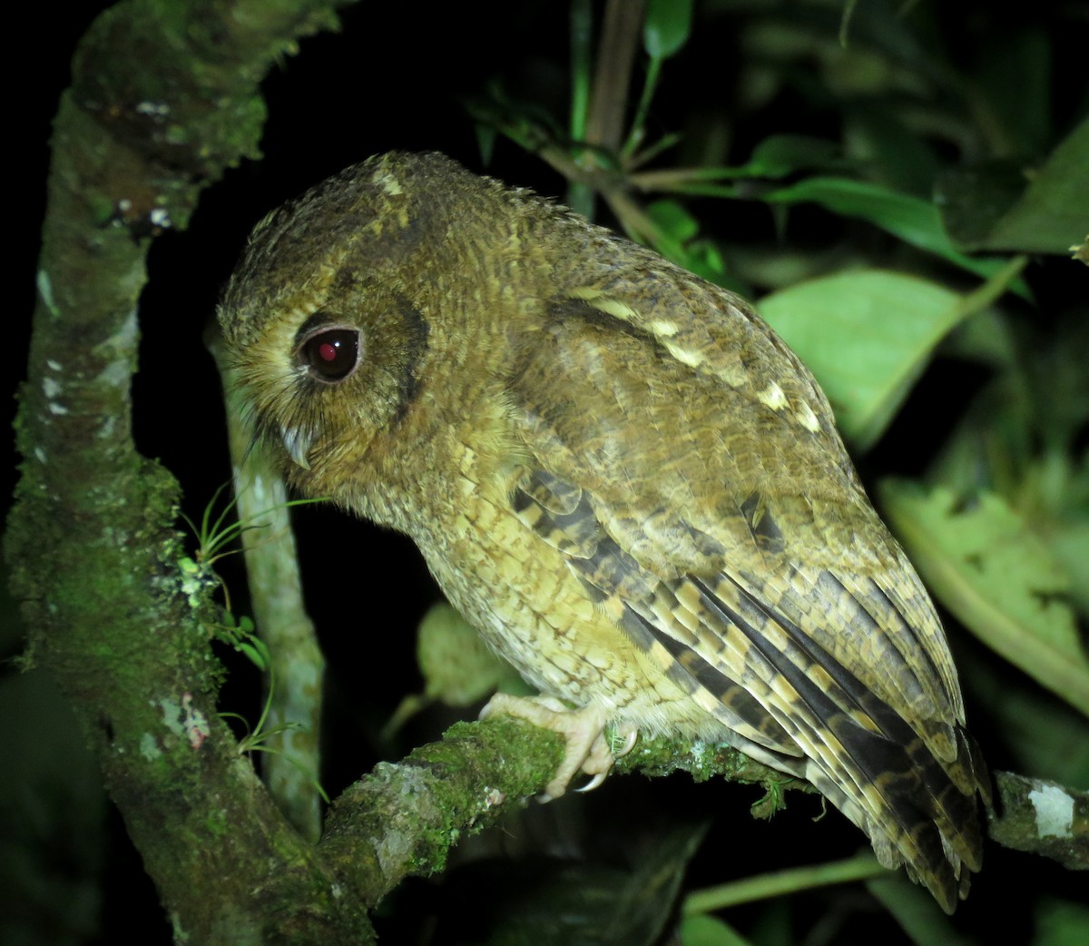 Cinnamon Screech-Owl - Iván Lau