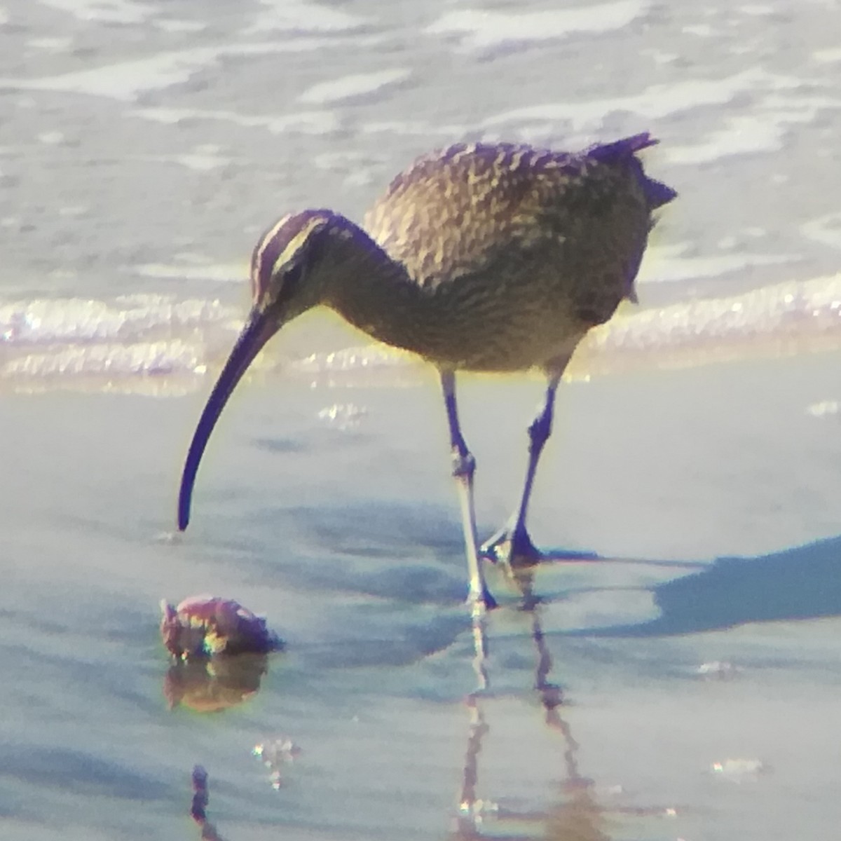 Whimbrel (Hudsonian) - ML615402035