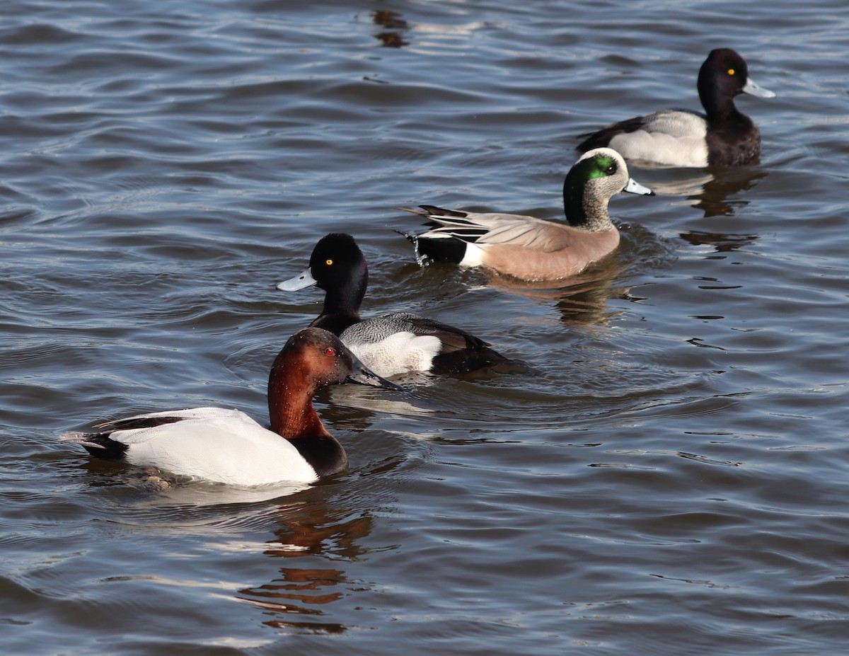 American Wigeon - ML615402127