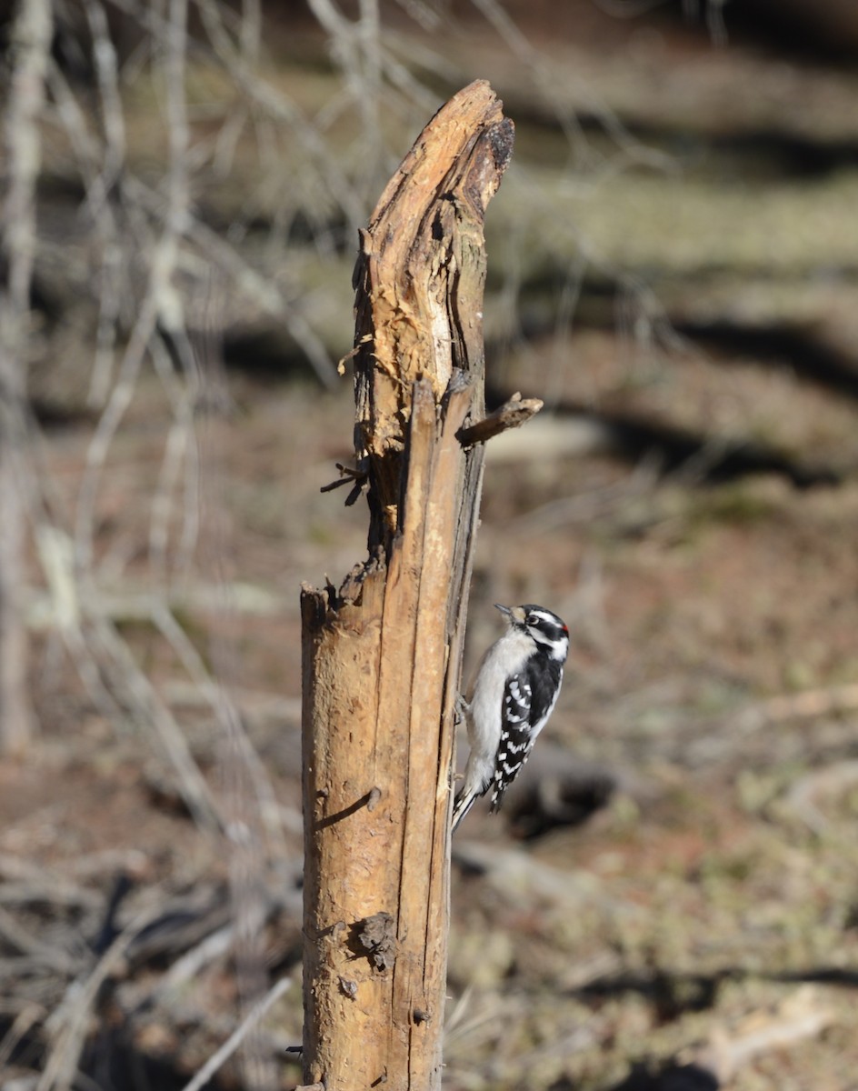 Downy Woodpecker (Eastern) - ML615402135