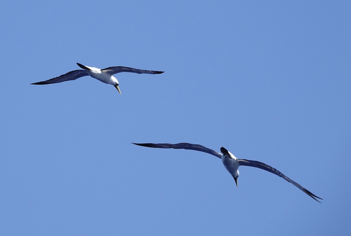 Masked Booby - ML615402167