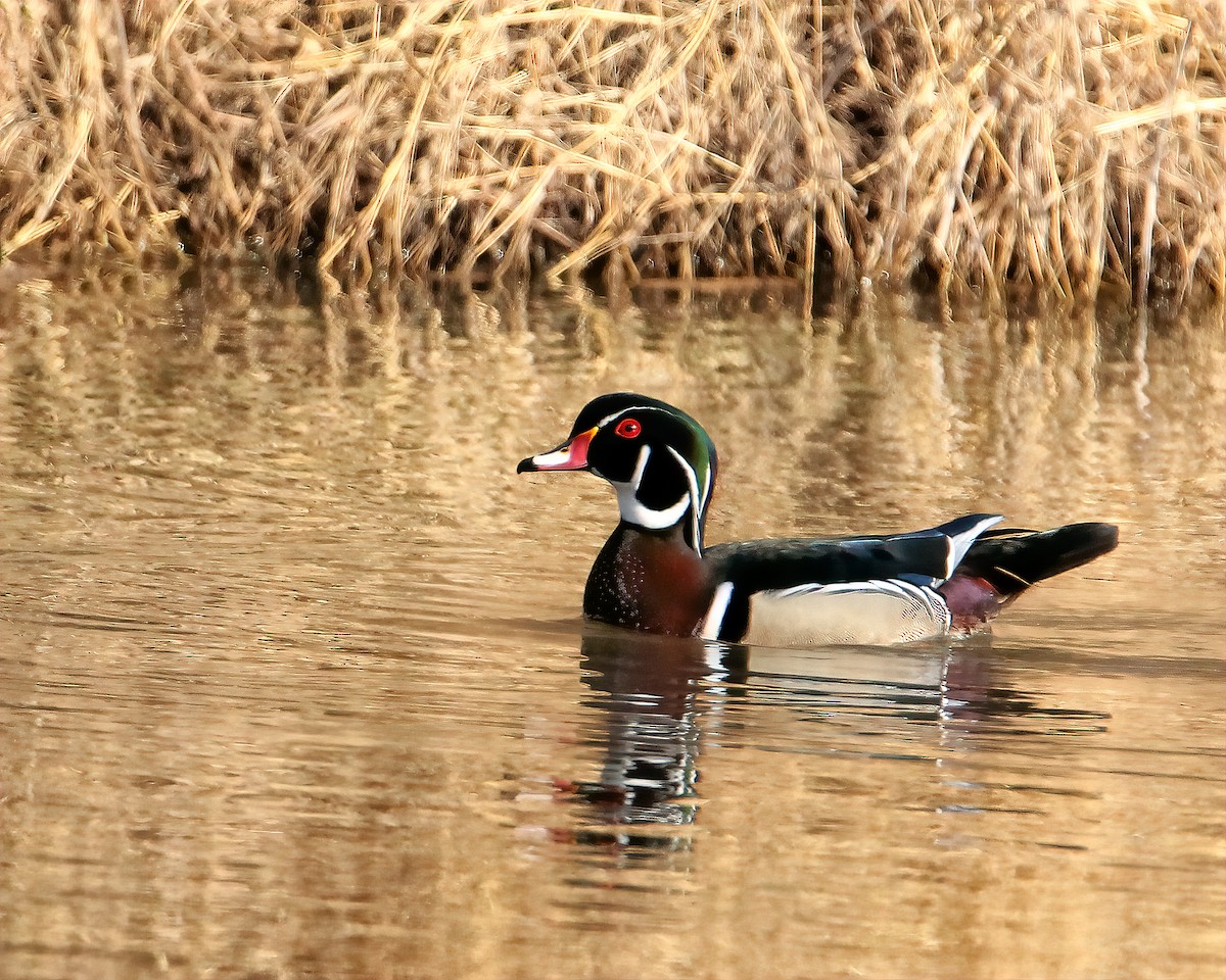 Wood Duck - ML615402173