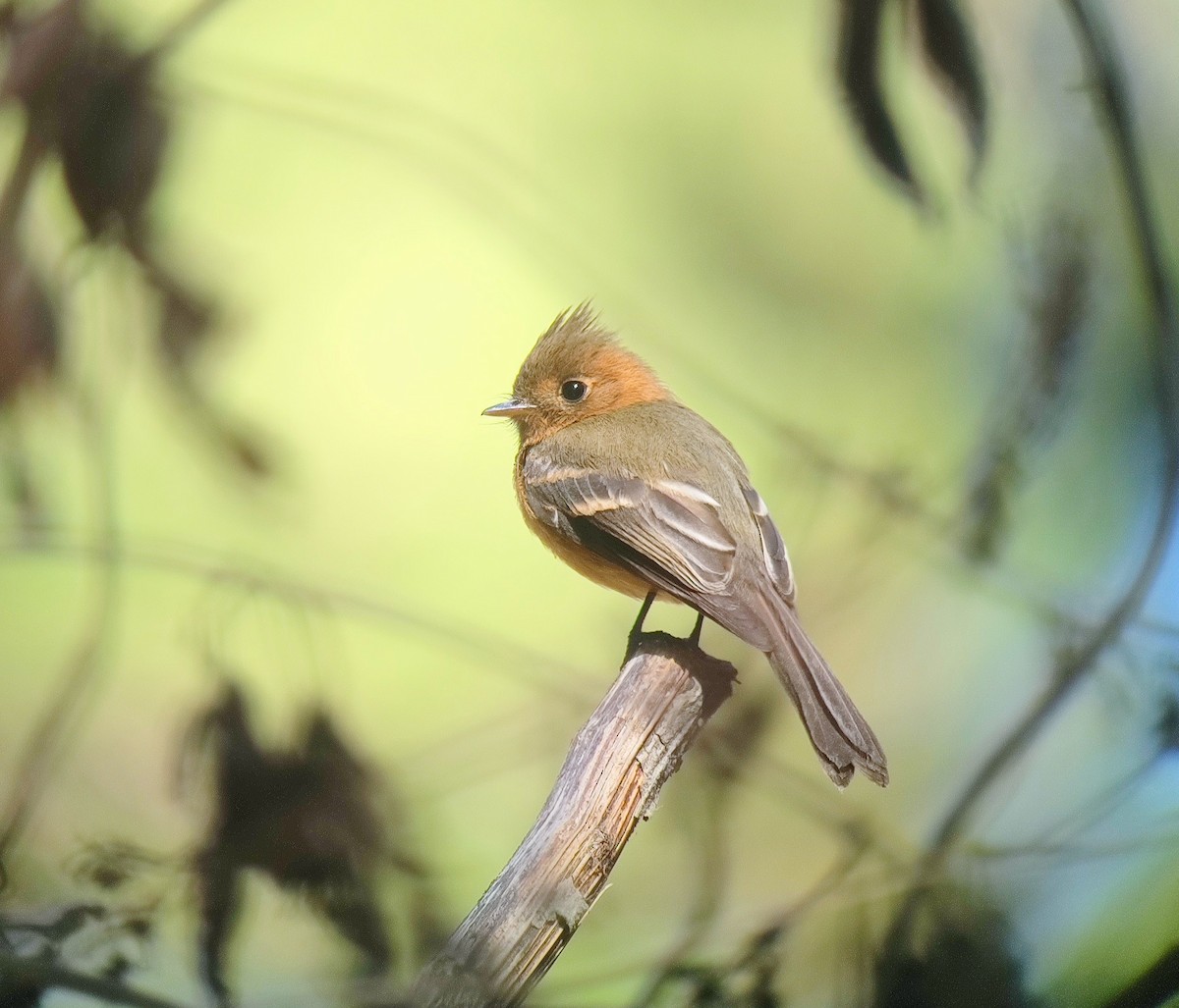 Tufted Flycatcher - ML615402191