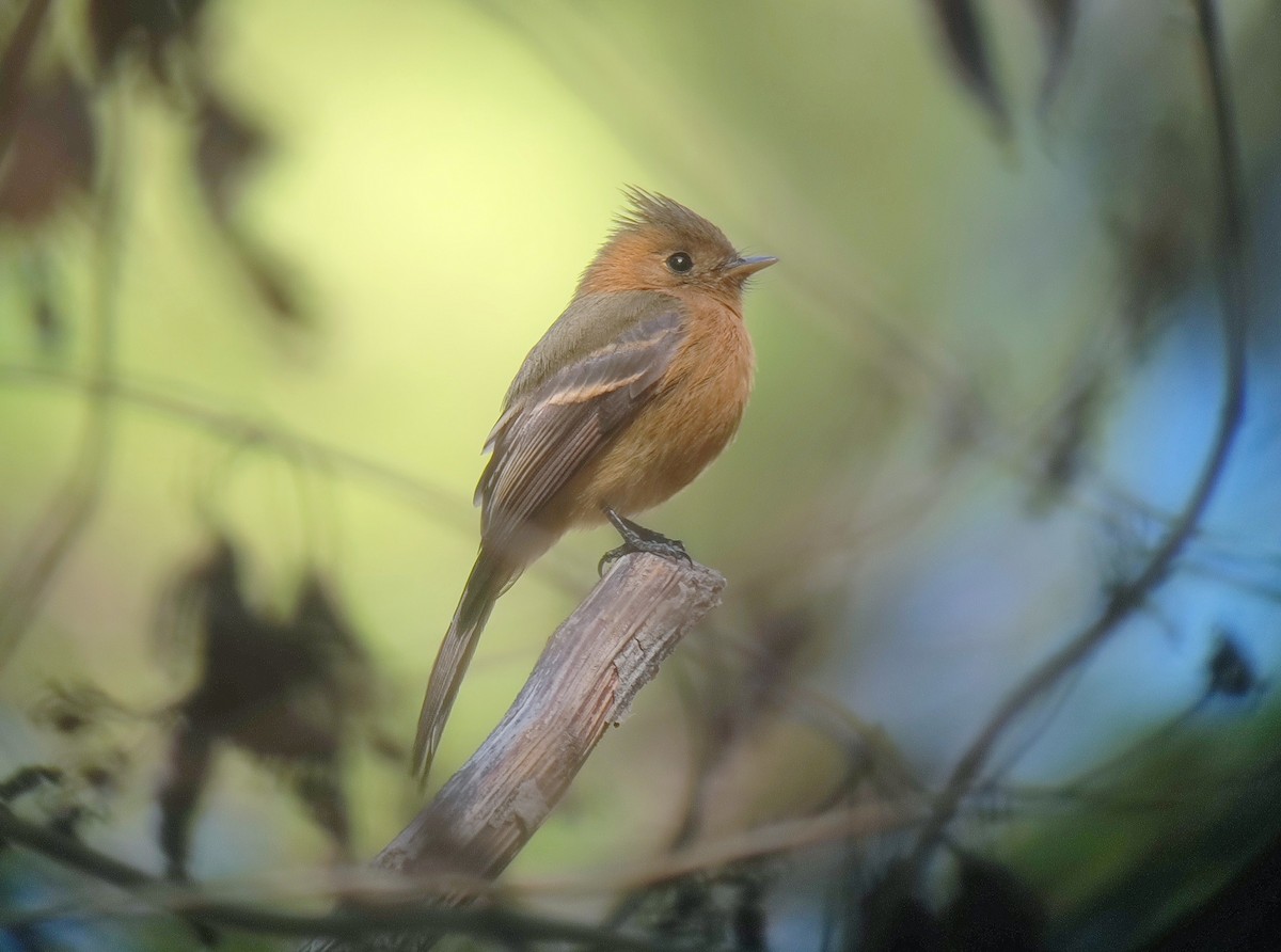 Tufted Flycatcher - ML615402192