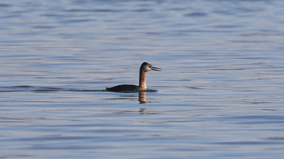 Great Grebe - ML615402200